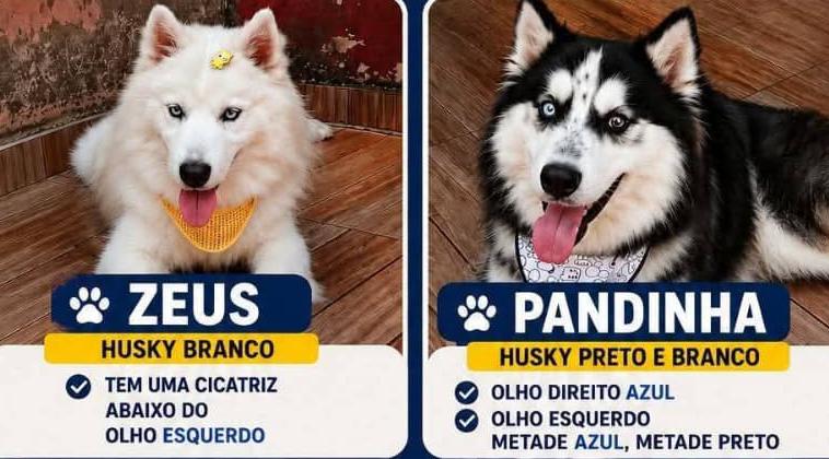  Família oferece recompensa por informações sobre huskies desaparecidos
